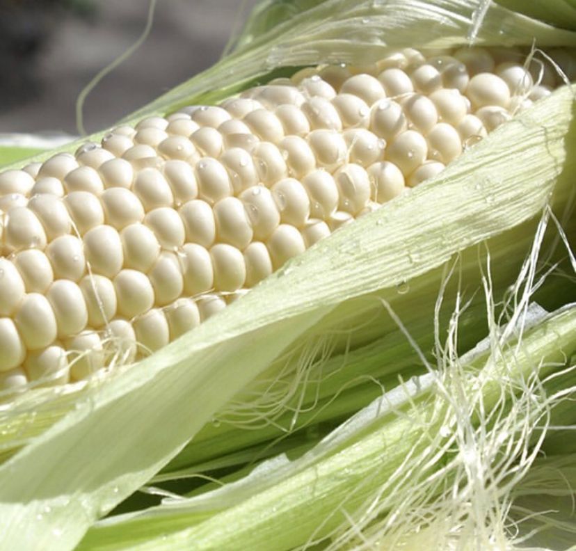 WhatsApp Image 2023-04-29 at 8.40.31 AM